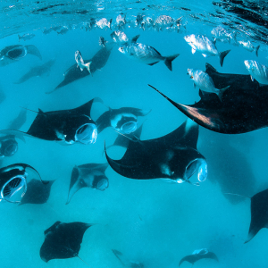 Best places to dive with manta rays - Hanifaru Bay, Maldives 