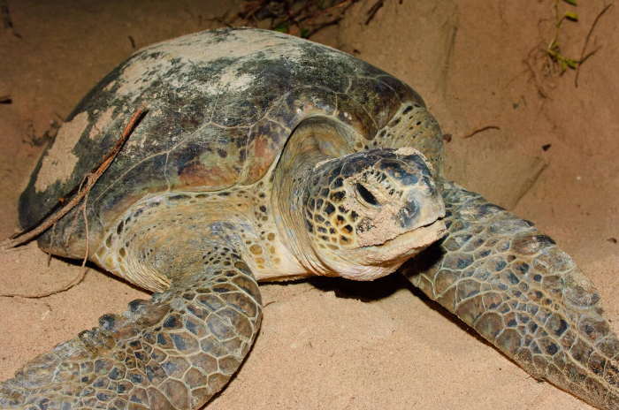 Sabah Turtle Hawksbill