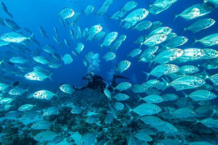 Palau Micronesia Scuba Diving 11