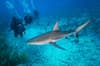 Anguilla St Maarten St Barts Scuba Diving 9