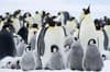 Antarctica expedition voyages 11