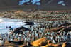 South Georgia South Sandwich Islands 13