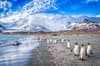 South Georgia South Sandwich Islands 2