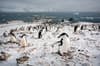 South Georgia South Sandwich Islands 9