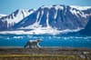 Sv albard Jan Mayen Island 6