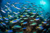 Cairns Port Douglas scuba diving 13