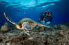 Cairns Port Douglas scuba diving 3