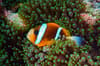 Cairns Port Douglas scuba diving 6