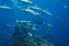 Coral Sea Australia Scuba Diving 11