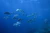 Coral Sea Australia Scuba Diving 12