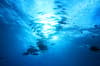 Coral Sea Australia Scuba Diving 15