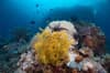 Coral Sea Australia Scuba Diving 3