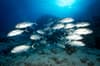 Coral Sea Australia Scuba Diving 9