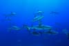 Coral Sea Australia Scuba Diving