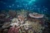 Lizard Island Diving 5