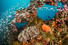 Townsville Magntic Island Yongala scuba diving 8