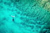 Humpback Whale Ningaloo Reef Exmouth Western Australia Scuba Diving