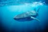 Ningaloo Reef Exmouth Western Australia Scuba Diving Whale Shark