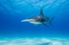 Bimini Berry Islands Bahamas Diving 2