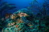 Eleuthera Exumas Cat Island Diving Bahamas 10