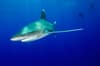 Eleuthera Exumas Cat Island Diving Bahamas 2