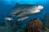 Grand Bahama Abaco Islands Diving 3
