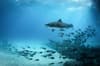 Grand Bahama Abaco Islands Diving 5