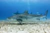 Grand Bahama Abaco Islands Diving 8