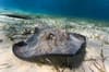 Ambergris Caye Caulker Belize Scuba Diving 2
