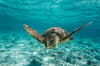 Ambergris Caye Caulker Belize Scuba Diving 5