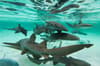 Ambergris Caye Caulker Belize Scuba Diving 6