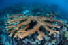 Turneffe Atoll Lighthouse Reef Great Blue Hole Belize Diving 8