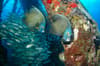 Bonaire Scuba Diving 10