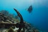 Bonaire Scuba Diving 14