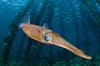 Bonaire Scuba Diving 4