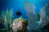 Bonaire Scuba Diving 5