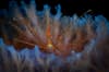 Bonaire Scuba Diving 7