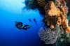 Cayman Brac Little Cayman Scuba Diving 10