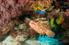 Cayman Brac Little Cayman Scuba Diving 11