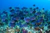 Cayman Brac Little Cayman Scuba Diving 8