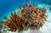 Grand Cayman Scuba Diving 13
