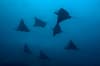 Malpelo Island Colombia Diving 12