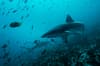 Malpelo Island Colombia Diving 2
