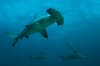 Malpelo Island Colombia Diving 3