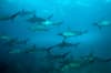 Malpelo Island Colombia Diving 4