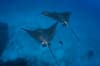 Cocos Island Scuba Diving Costa Rica 10