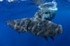 Dominica scuba diving 2