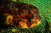 Dominica scuba diving 8