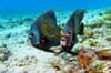Scuba Diving Bayahibe Dominican Republic 9