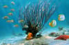 Scuba Diving Punta Cana Dominican Republic 7